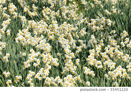 Flower field of Japanese narcissus Flower field of Japanese narcissus 55451220