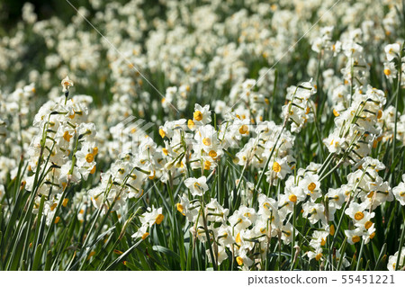 Flower field of Japanese narcissus Flower field of Japanese narcissus 55451221