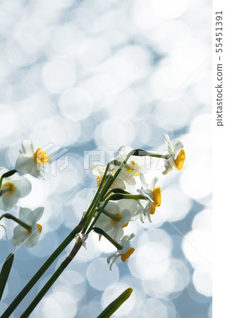 Japanese daffodil flowers 55451391