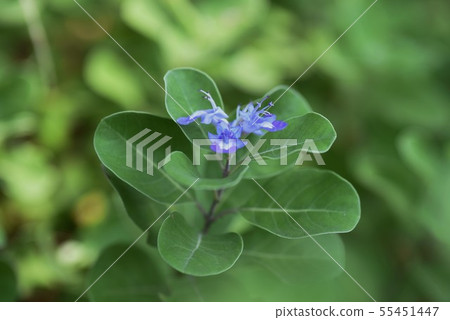 Hamago花 Hamago花 55451447