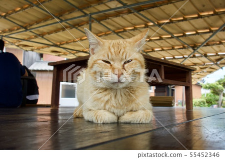 A sleepy cat (at Teshima in the Seto Inland Sea) A sleepy cat (at Teshima in the Seto Inland Sea) 55452346
