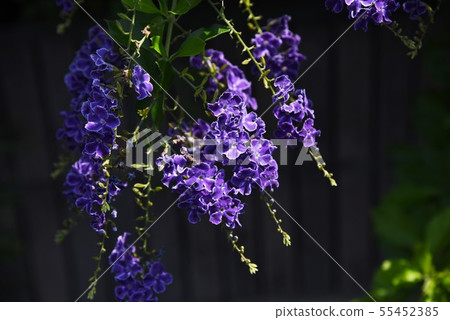 Duranta Repens (Harimatsuri) Flower 55452385