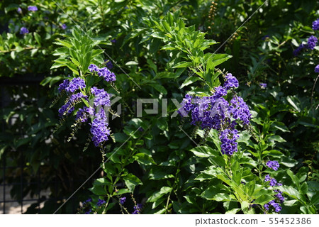 Duranta Repens (Harimatsuri) Flower 55452386