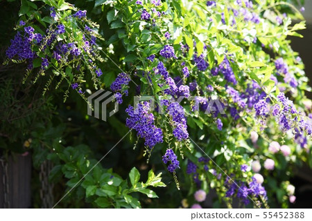 Duranta Repens (Harimatsuri) Flower 55452388