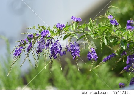 Duranta Repens(Harimatsuri)花 Duranta Repens(Harimatsuri)花 55452393