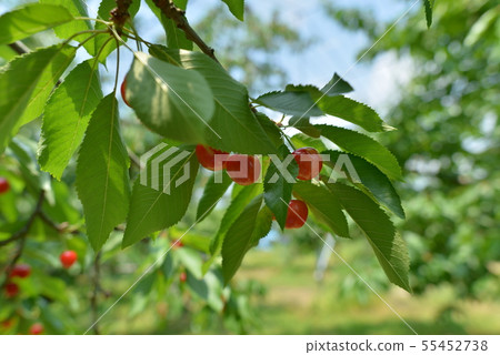 山形櫻桃 55452738