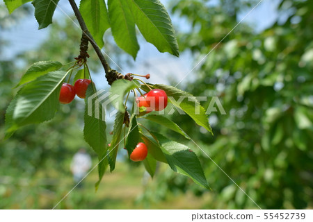 山形櫻桃 55452739