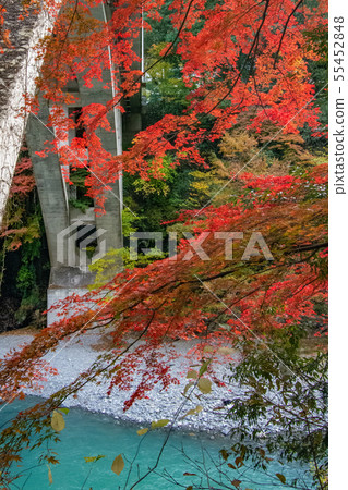 A walk through the military fields and Mitake autumn leaves maple A walk through the military fields and Mitake autumn leaves maple 55452848