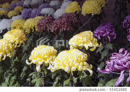 菊花菊花 55452980