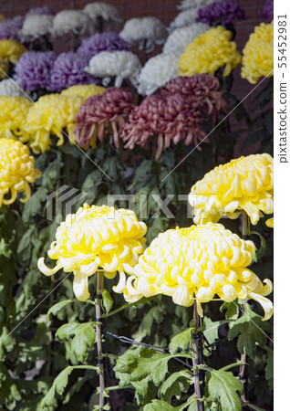 菊花菊花 55452981