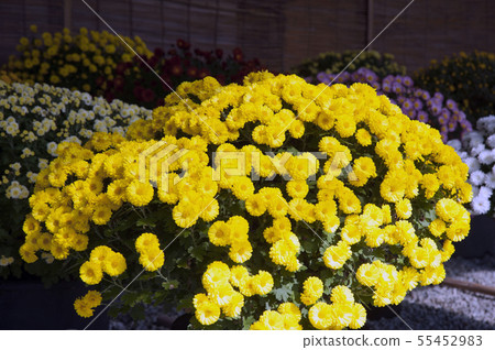 Chrysanthemum flower chrysanthemum Chrysanthemum flower chrysanthemum 55452983