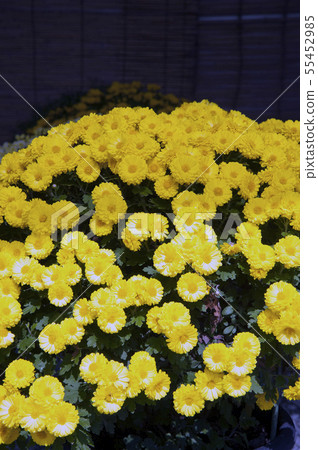 Chrysanthemum flower chrysanthemum Chrysanthemum flower chrysanthemum 55452985
