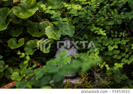 In the bush 55453033