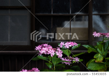 繡球 55453035