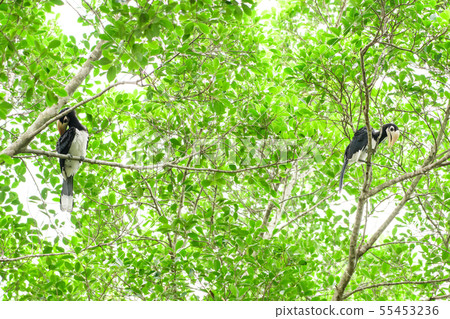 In a complete forest Some days we will find a 55453236