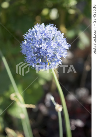 Allium frog leum Allium frog leum 55453536