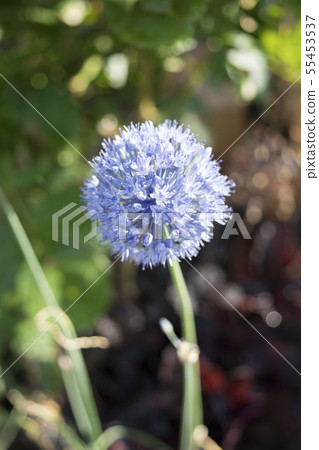 Allium frog leum Allium frog leum 55453537