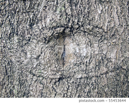 bark of tree texture 55453644
