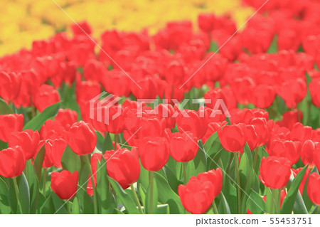 a Colorful Tulip Field with hk flower show 55453751