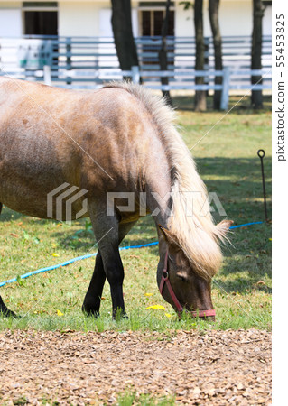 Horse Horse 55453825