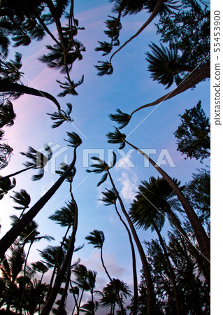 棕櫚樹-Palmtree 棕櫚樹-Palmtree 55453900