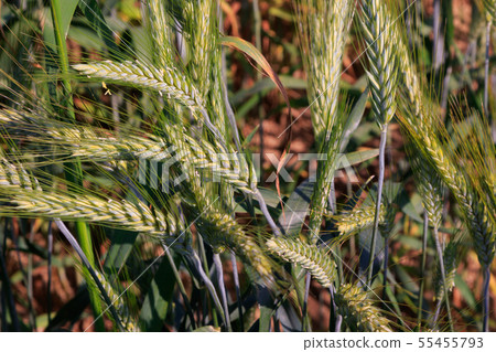 Rye(Secale cereale) ears closeup with Cornflowers 55455793