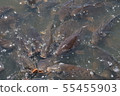A pond 55455903