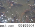 A pond 55455906