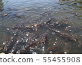 A pond 55455908
