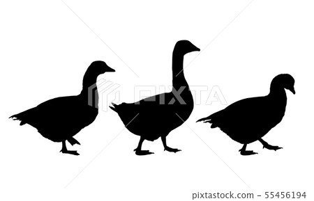 Set of realistic vector illustrations of geese and 55456194