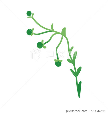 Green plant with leaves and berries 55456793