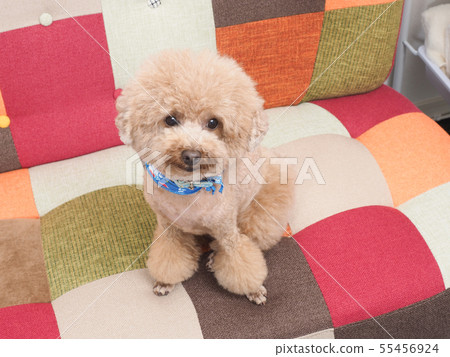 Sitting and laughing toy poodle 55456924