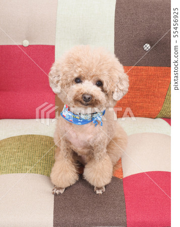 Sitting and laughing toy poodle 55456925