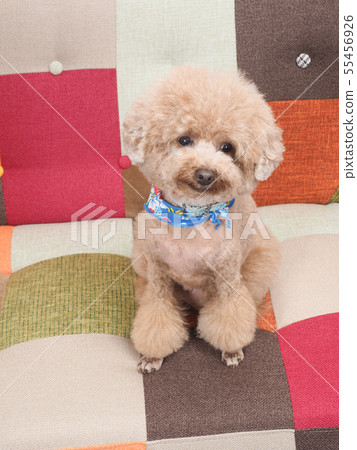Sitting and laughing toy poodle 55456926