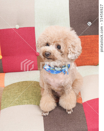 Sitting and laughing toy poodle 55456927
