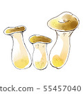 Watercolor-style illustrations of mushrooms and eryngii 55457040