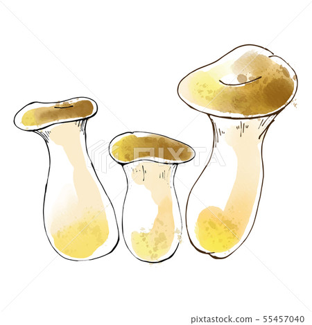Watercolor-style illustrations of mushrooms and eryngii Watercolor-style illustrations of mushrooms and eryngii 55457040