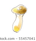 Watercolor style illustration of mushrooms and eryngii C type 55457041