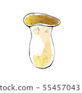 Watercolor-style illustration of mushroom and eryngii type A 55457043