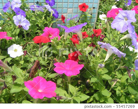 夏天花喇叭花紅色藍色白花 夏天花喇叭花紅色藍色白花 55457269