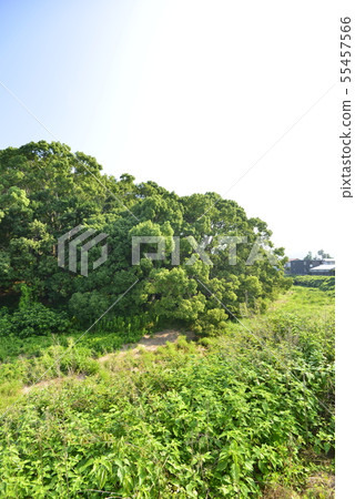 [Osaka Prefecture Fujiidera City] World Heritage-Old City Old Tombs 55457566