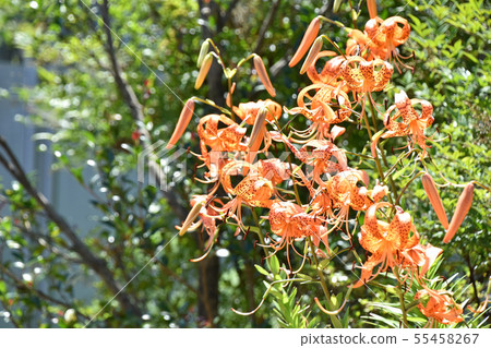 Onimuri（惡魔） 55458267