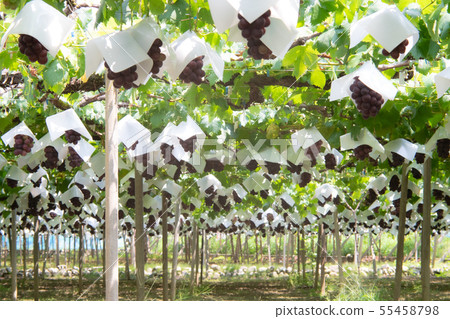 Vineyard Vineyard 55458798