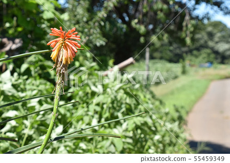 Landscape with Tritma 55459349