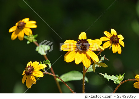 Rudbekia · Takao 55459350
