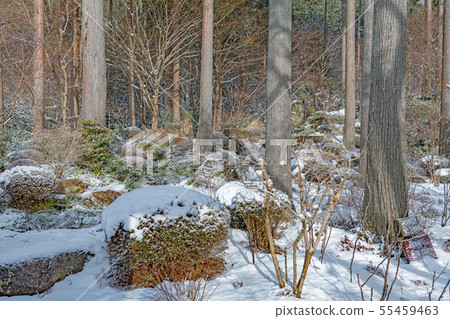 在京都三森在庭院裡的雪景 在京都三森在庭院裡的雪景 55459463