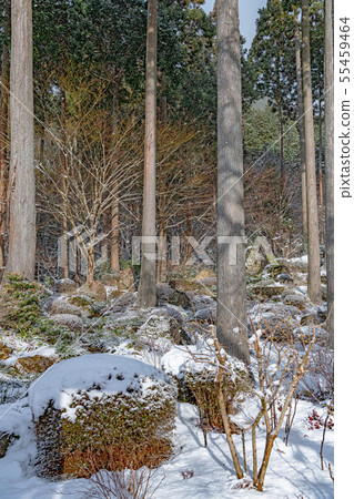在京都三森在庭院裡的雪景 在京都三森在庭院裡的雪景 55459464
