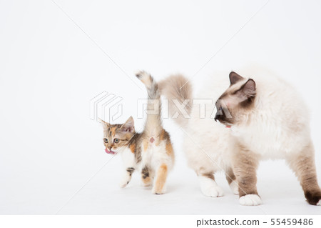 貓貓小貓小貓neko CAT動物動物 貓貓小貓小貓neko CAT動物動物 55459486