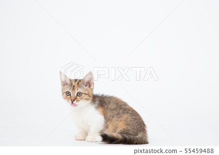 貓貓小貓小貓neko CAT動物動物 貓貓小貓小貓neko CAT動物動物 55459488