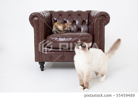 貓貓小貓小貓neko CAT動物動物 貓貓小貓小貓neko CAT動物動物 55459489
